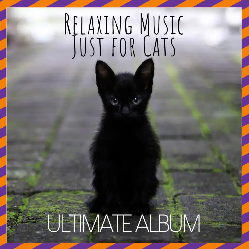 RelaxMyCat, Cat Music Dreams & Cat Music Therapy