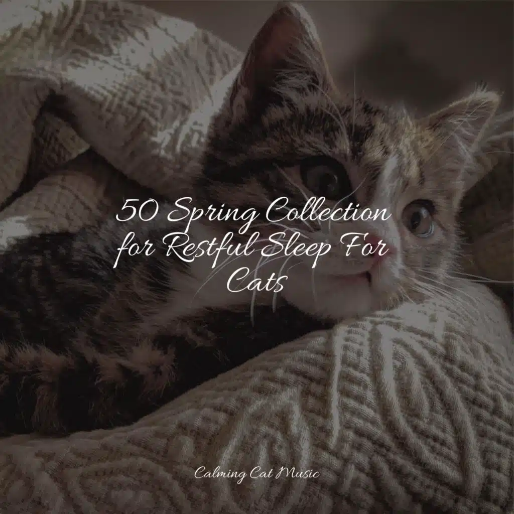 50 Spring Collection for Restful Sleep For Cats