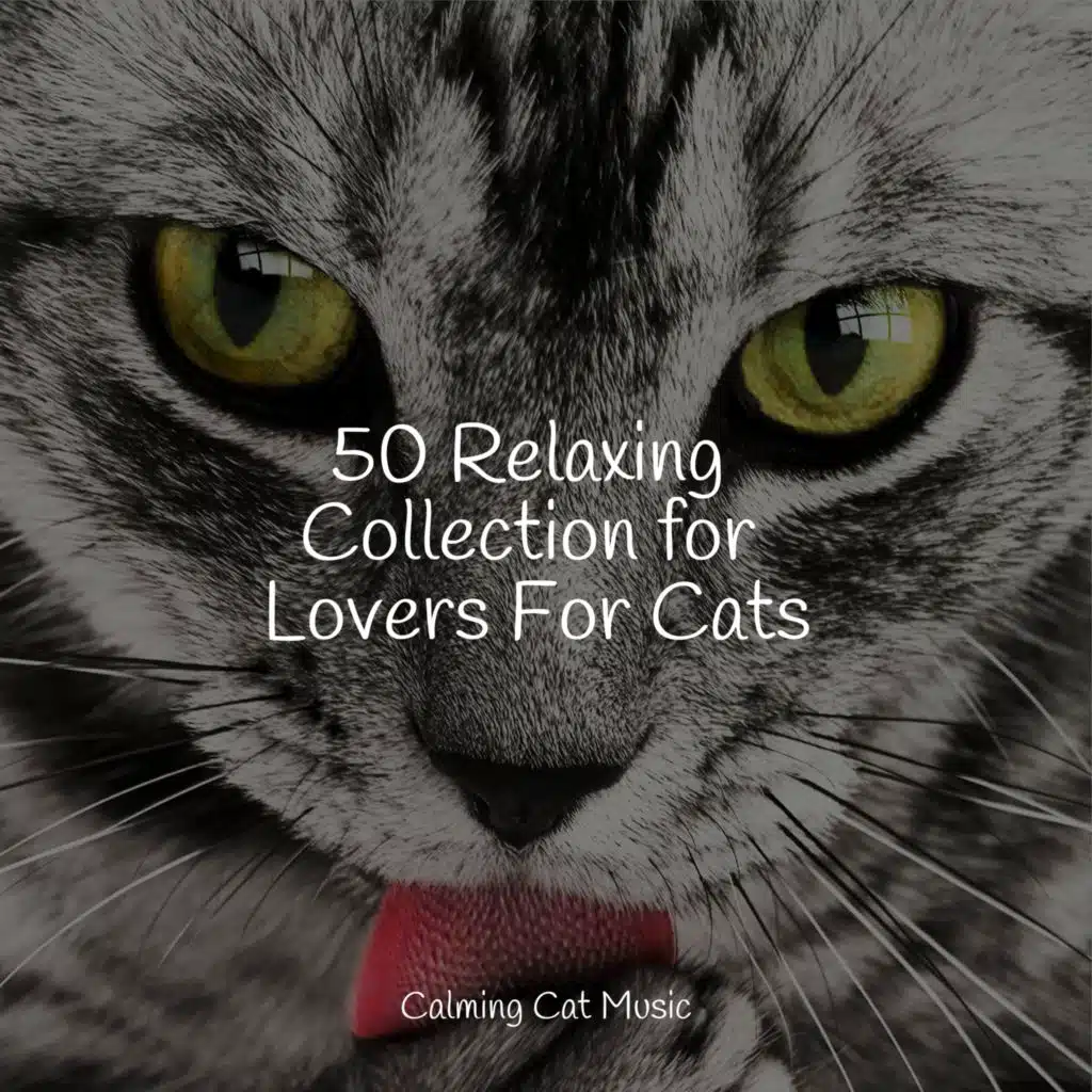 50 Relaxing Collection for Lovers For Cats