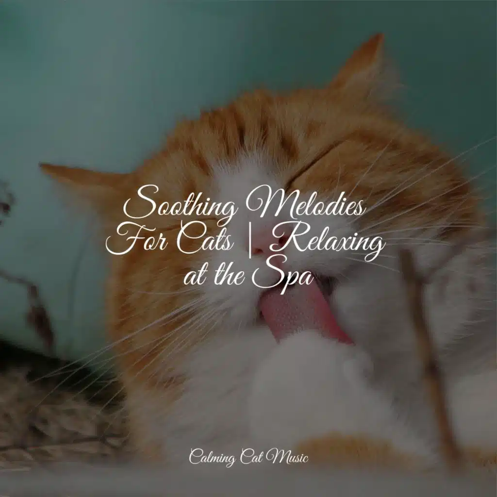Soothing Melodies For Cats | Relaxing at the Spa