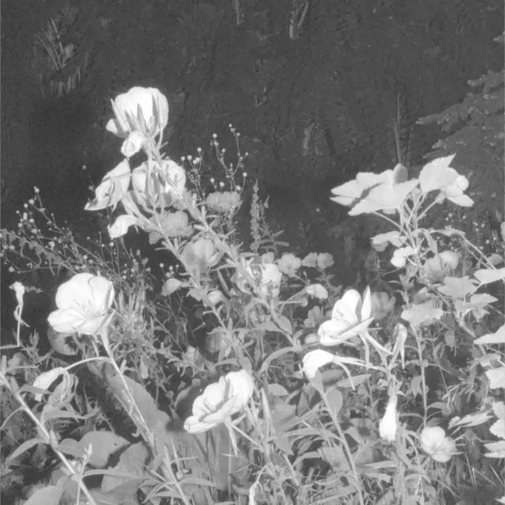 The Place Where They Go