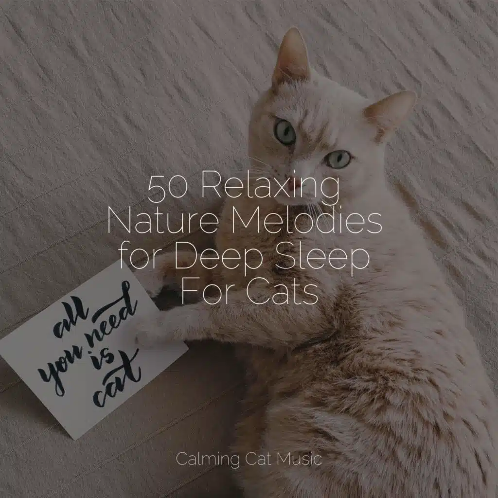 50 Relaxing Nature Melodies for Deep Sleep For Cats