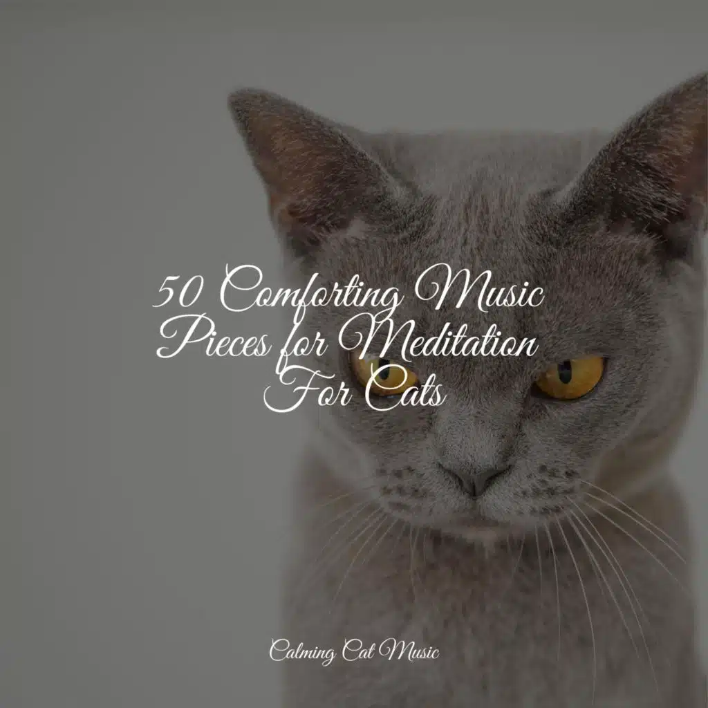 50 Comforting Music Pieces for Meditation For Cats