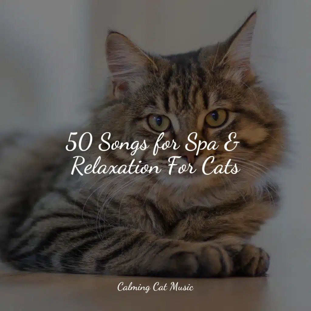 Jazz Music Therapy for Cats, Music for Cats Project & Cat Music