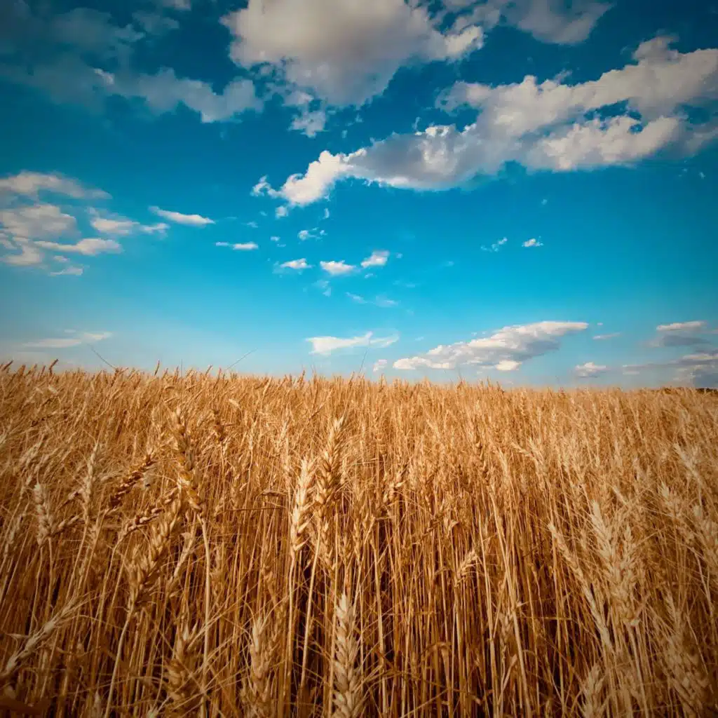 Shards of Summer (Remastered)