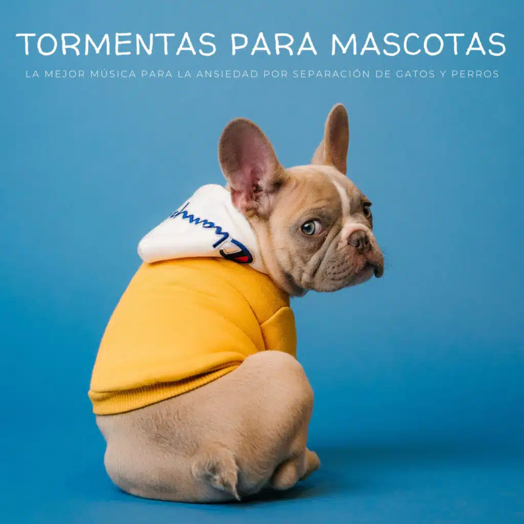 Tormentas Para Mascotas: La Mejor Música Para La Ansiedad Por Separación De Gatos Y Perros