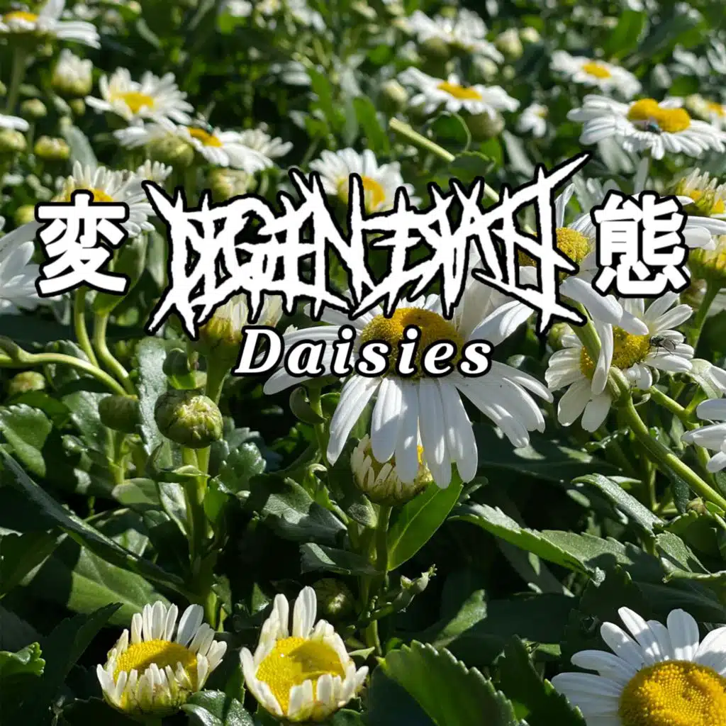 Daisies