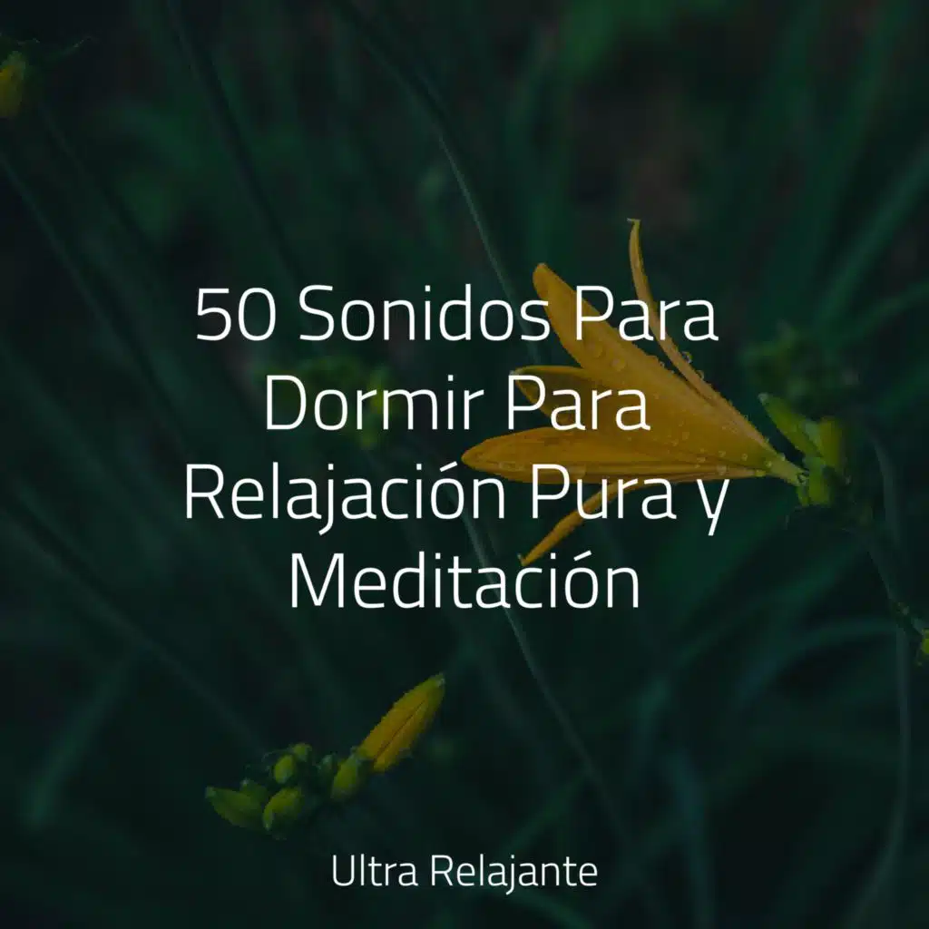 Lluvia & Música de la Naturaleza