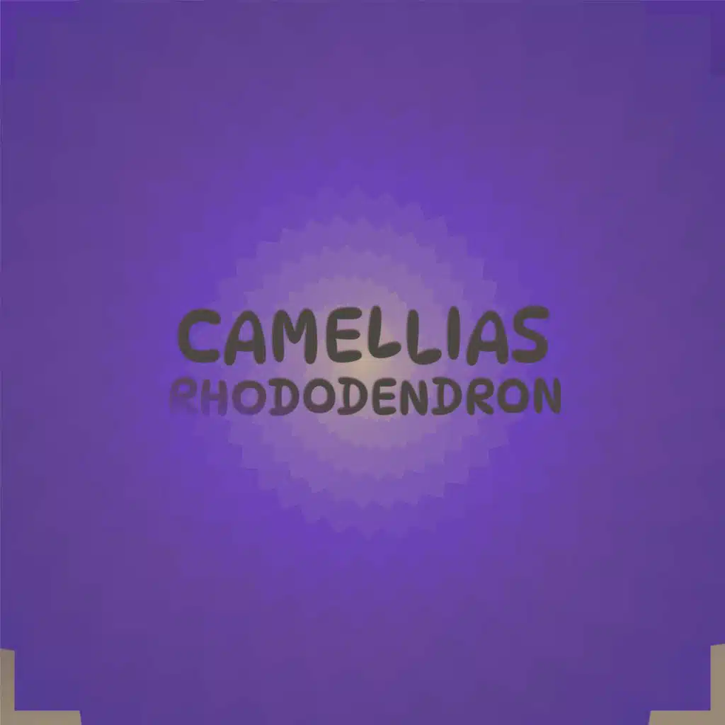 Camellias Rhododendron