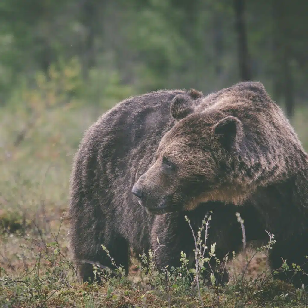 Saros (Retrospective)