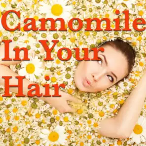 Camomile In Your Hair