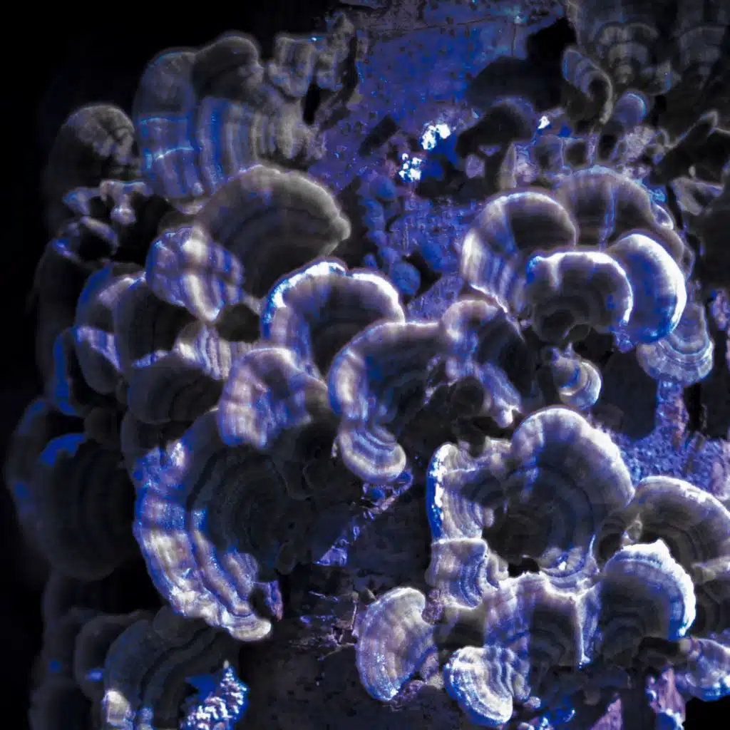 Opowieści Somnambuliczne. Tom II.