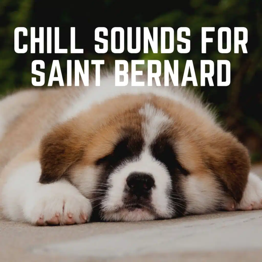 Chill Sounds for Saint Bernard
