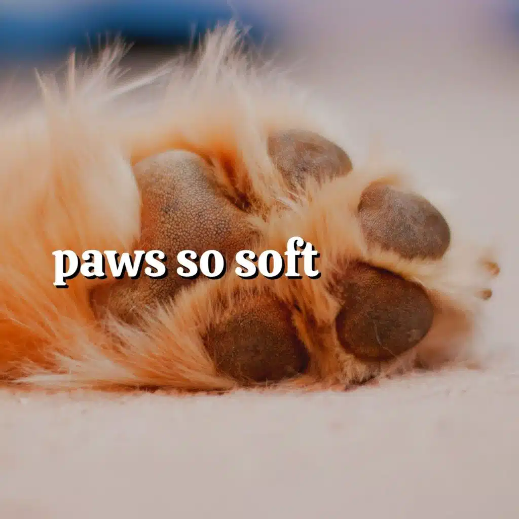 Paws so Soft