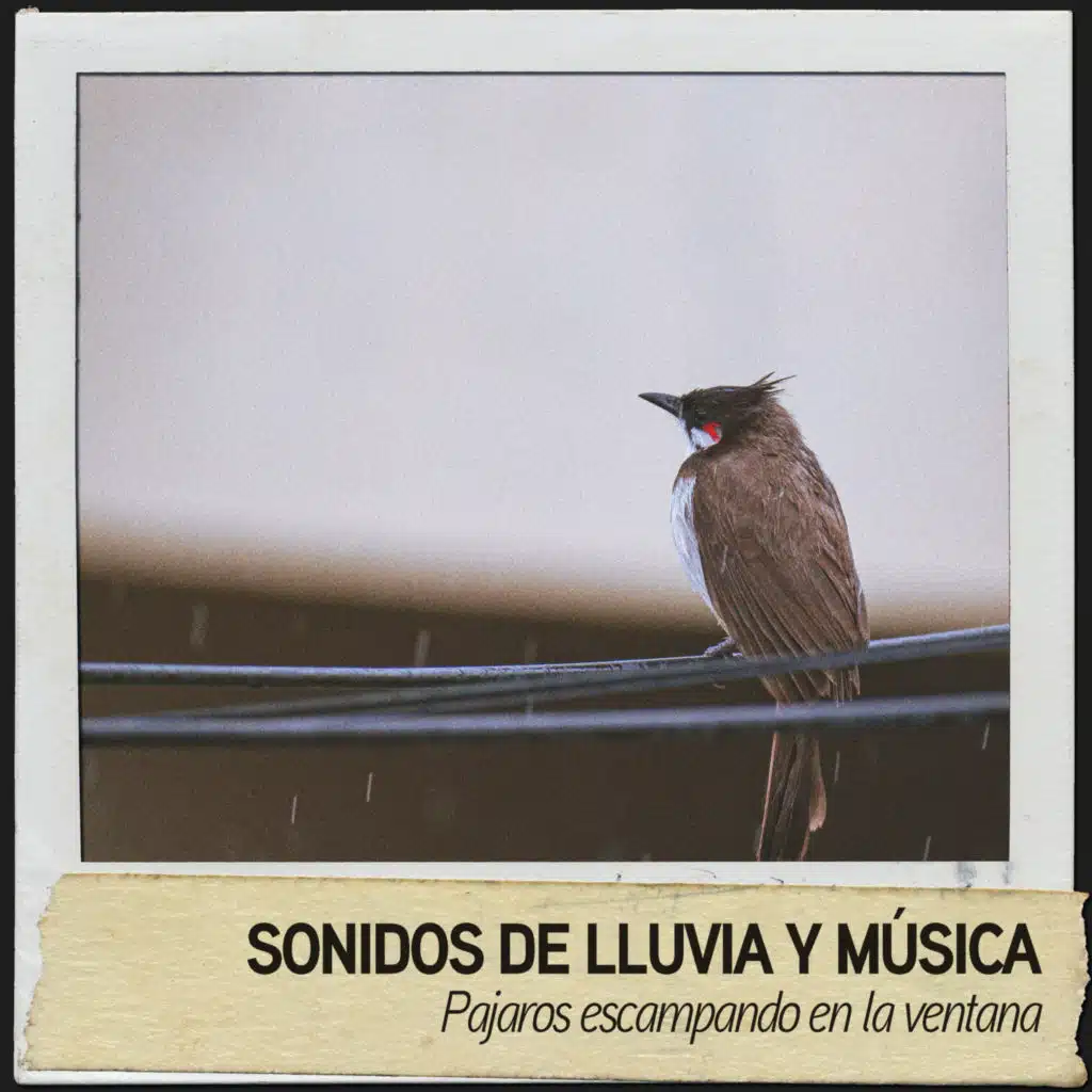 Sonidos de Lluvia y musica: Pajaros escampando en la ventana