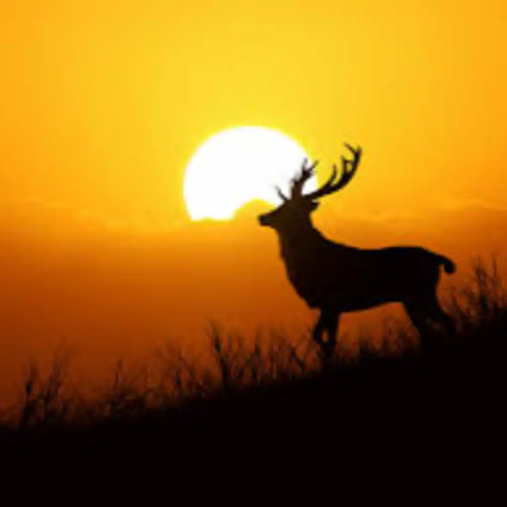 Meditaion music , self healing , relaxing music- MEDITATE SELF