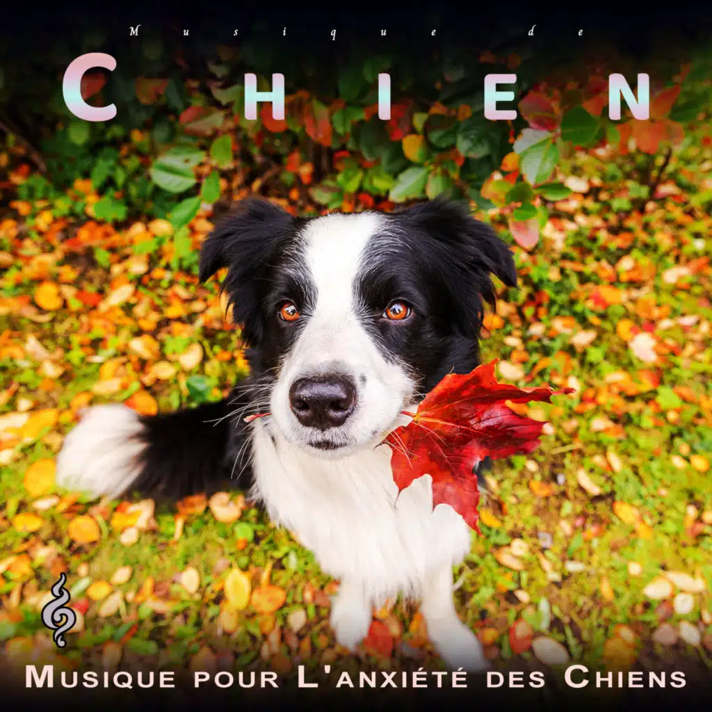 Musique Relaxante pour Chiens, Musique pour L'anxiété des Chiens & Musique D'ambiance Pour Les Chiens