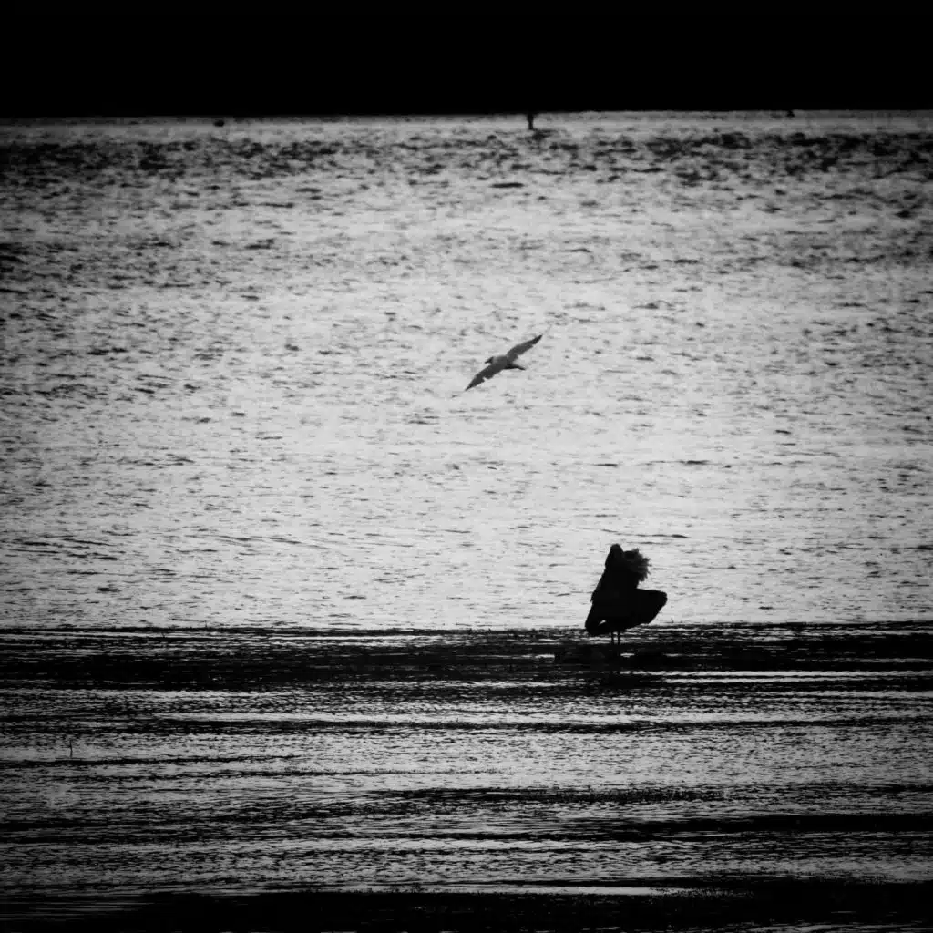 Madness of the Sea