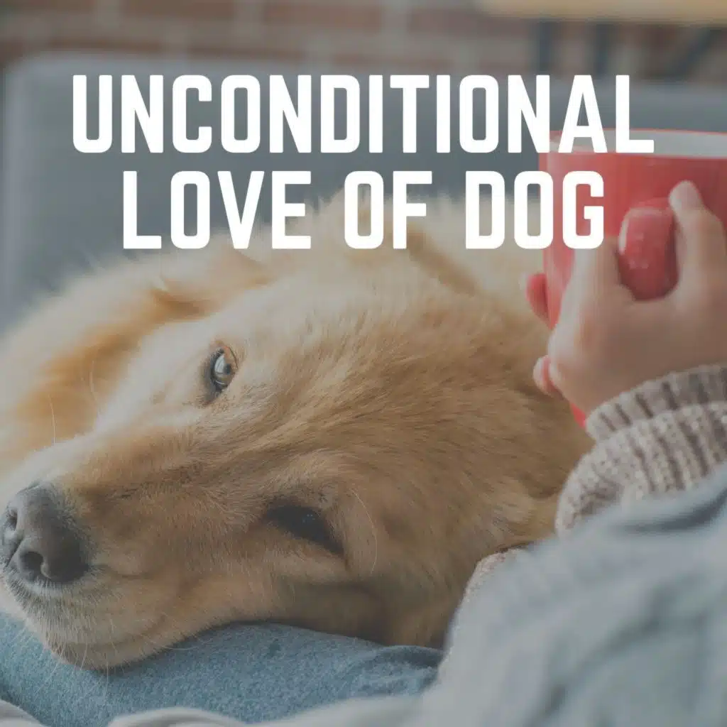 Unconditional Love of Dog