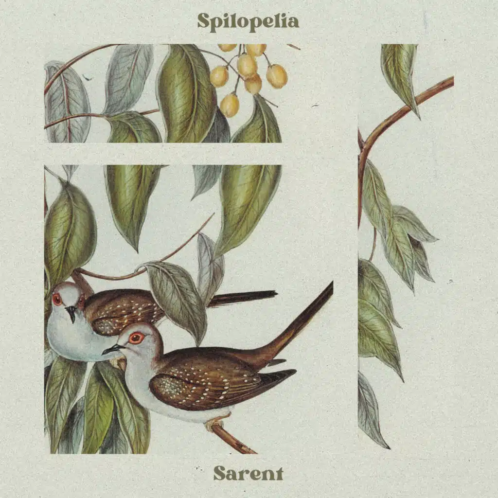 Spilopelia