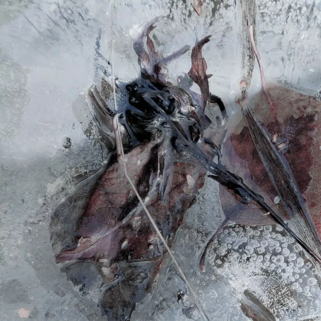 För Alltid & Mathias Nyqvist