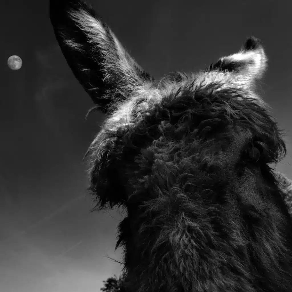 Progress (Árbol del Tule)