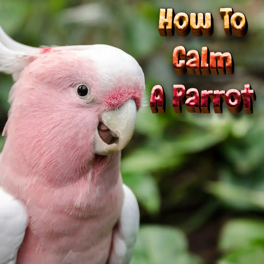 How To Calm A Parrot, Music Thats Helped Millions Of Pets & Music To Help Birds Sleep