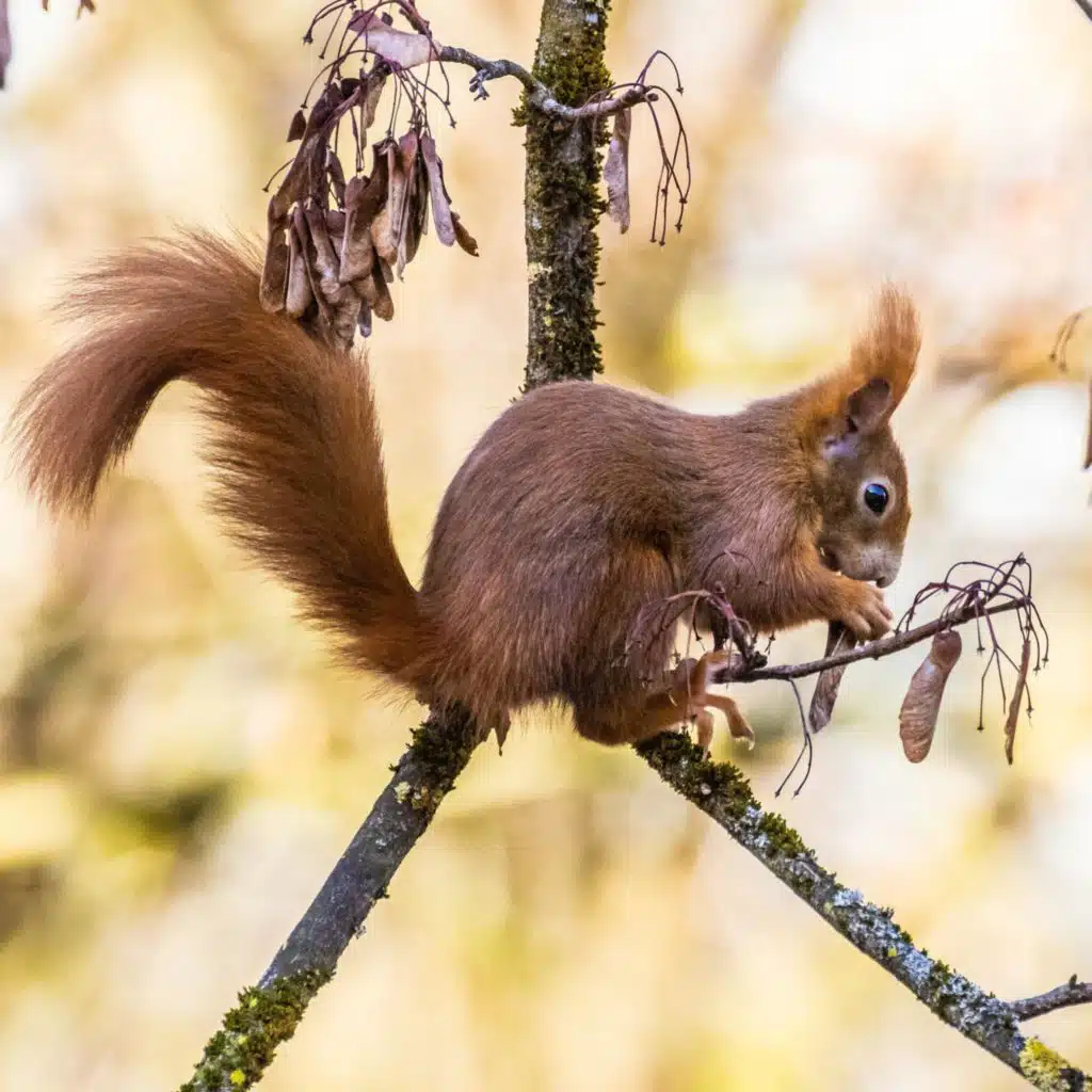 Tierische Waldpfleger - Insekten, Vögel, Eichhörnchen