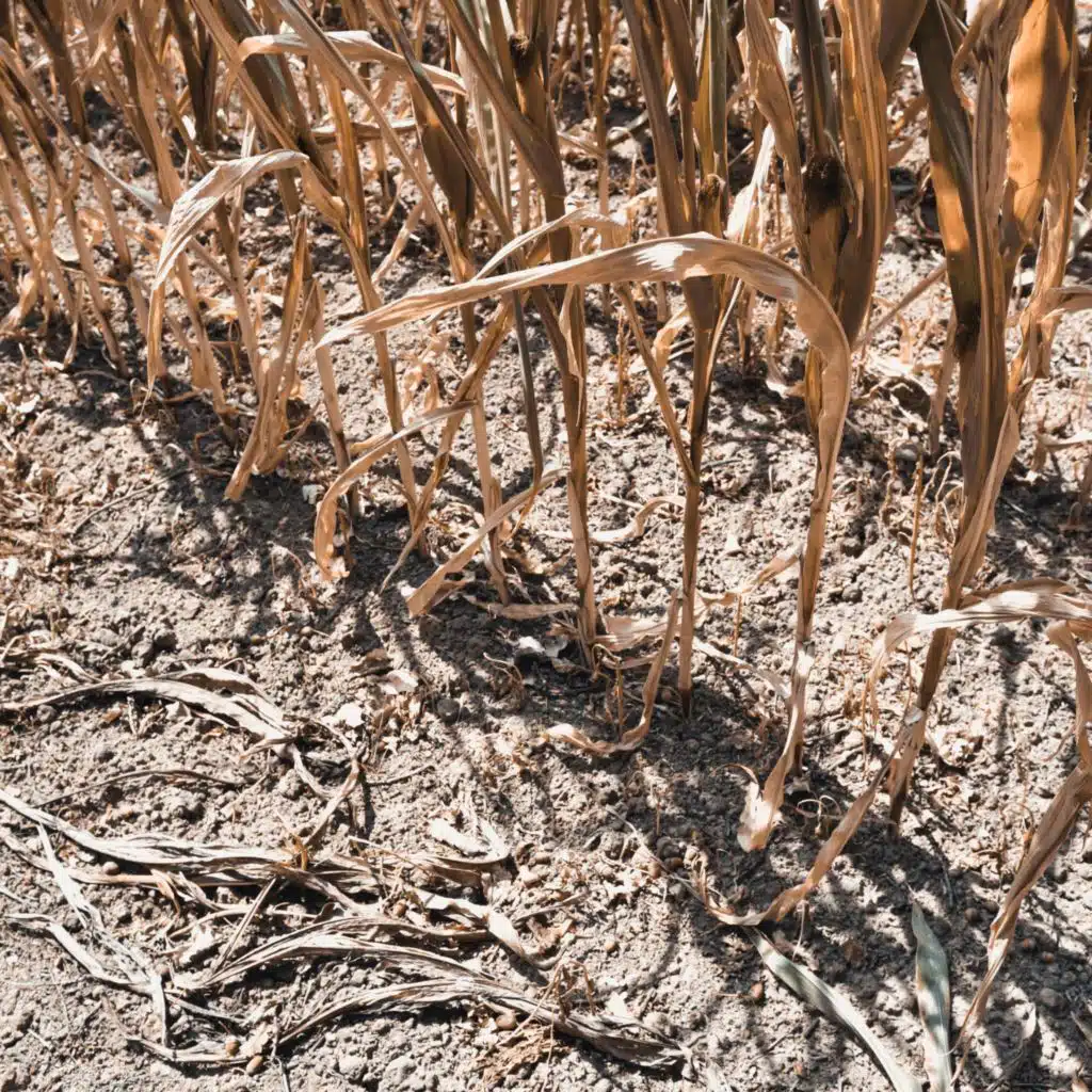 Soziale Folgen des Klimawandels - Die unsichtbaren Opfer