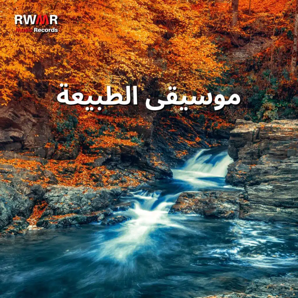 صباح ضبابي في الغابة