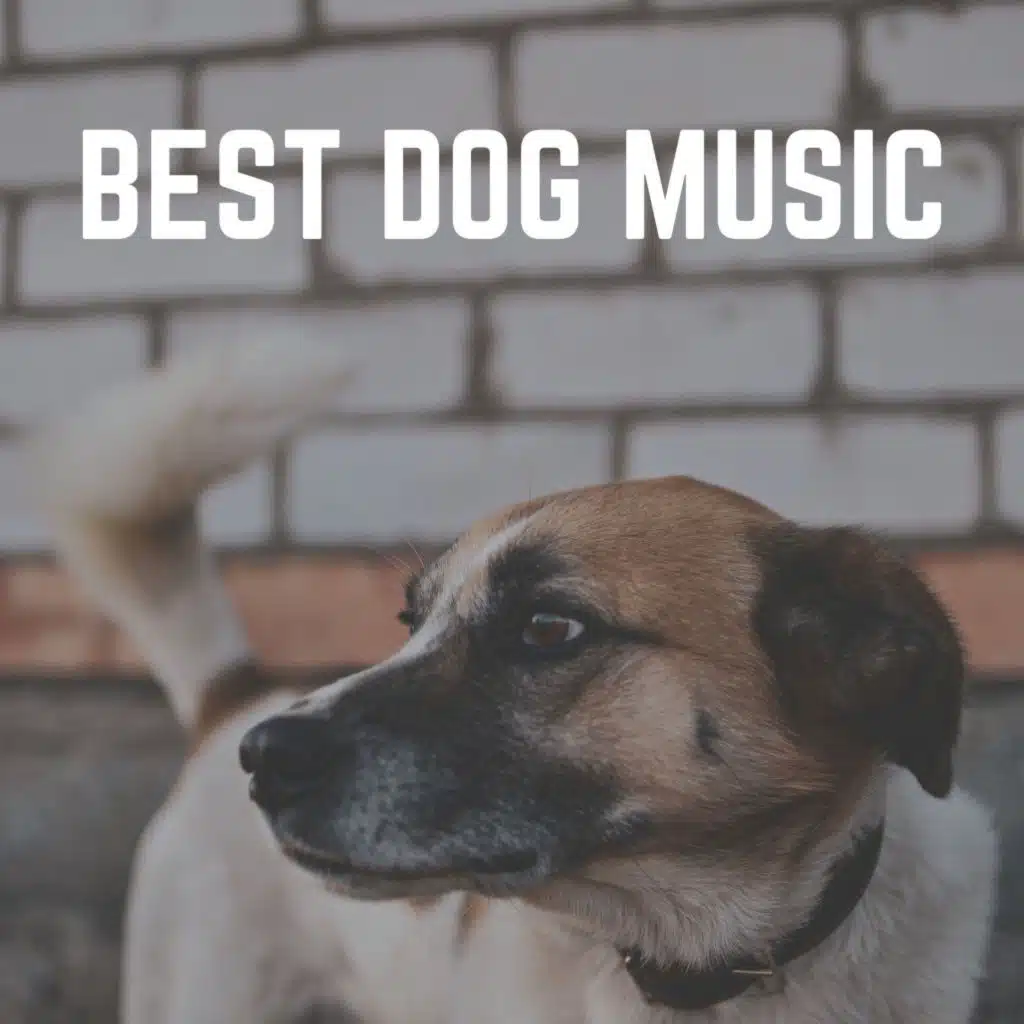 Home on Halloween Calming Music for Dogs, Pt. 16