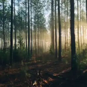 Forest Sounds at Dusk