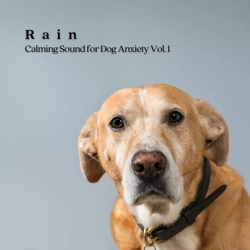 Rain: Calming Sound for Dog Anxiety Vol. 1