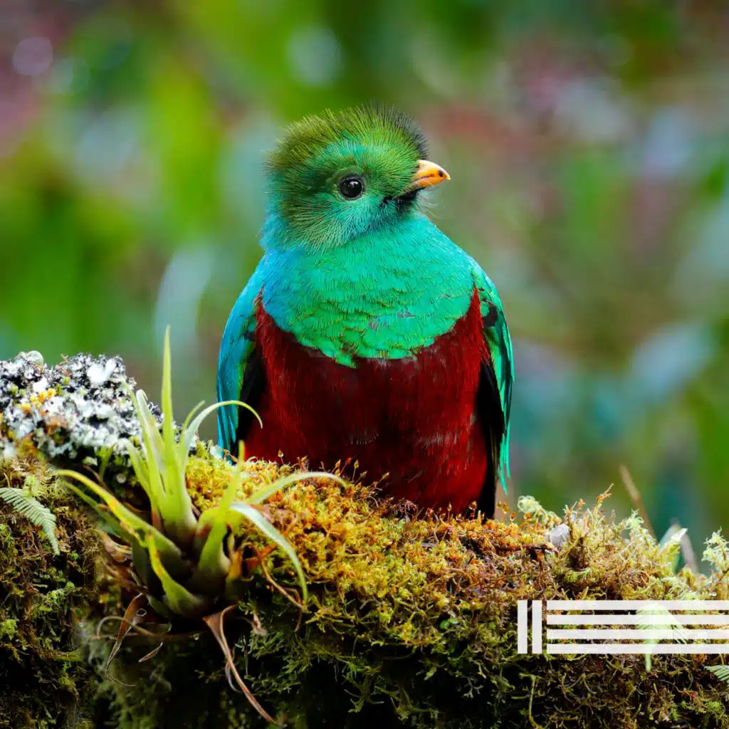 Floresta Calmante (Loop)