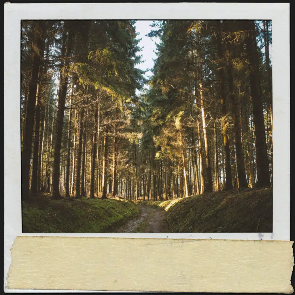 Sons de la nature&nbsp;: des grillons pour se détendre