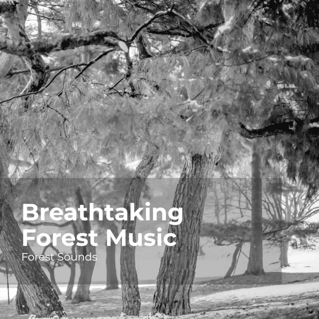 Breathtaking Forest Music