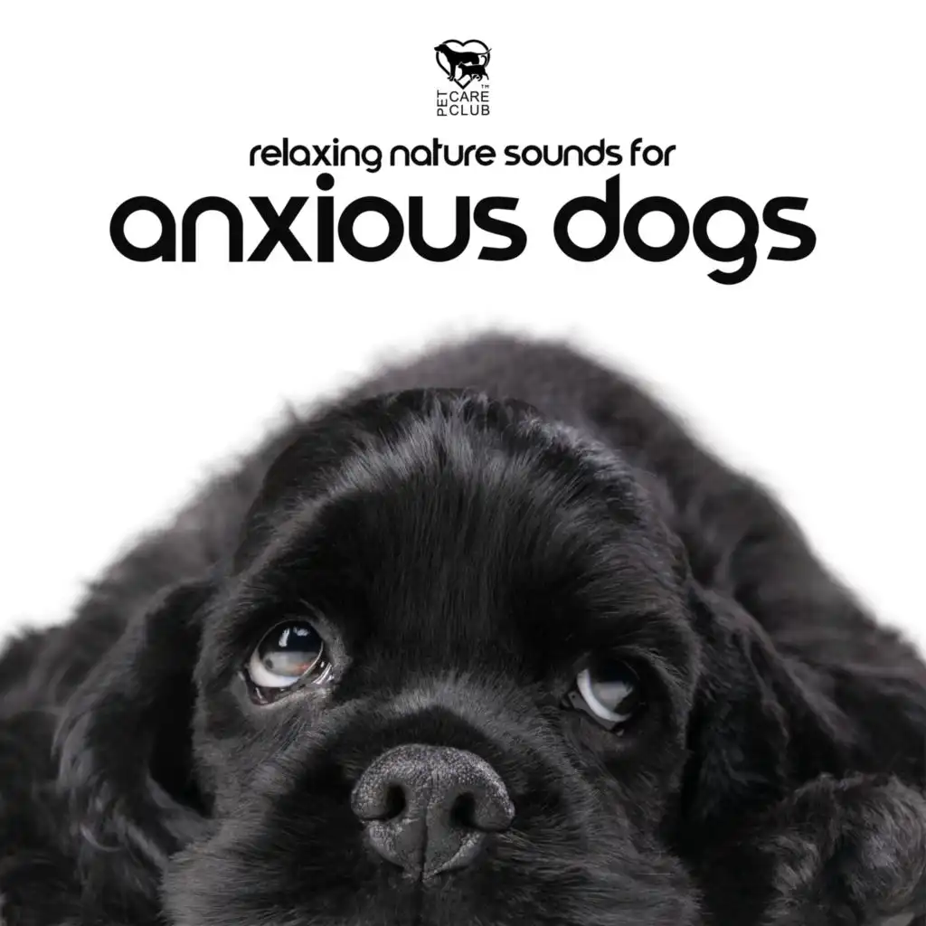Relaxing Nature Sounds for Anxious Dogs: Dog Relax, Soothing Stress Relief, Stop Anxiety and Depression, Deep Sleep Separation Anxiety Tones, Reduce Anxiety for Anxious Puppies