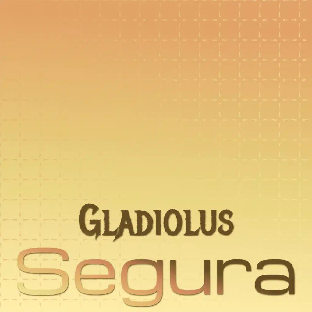 Gladiolus Segura