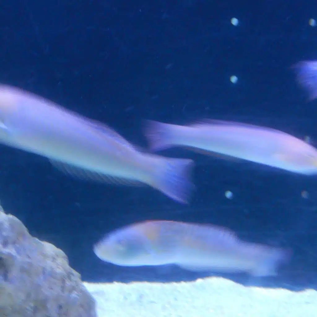 Sueño en la Arboleda (feat. Gusanito)