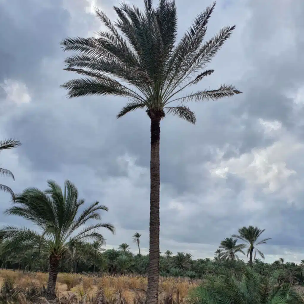 أنشودة ايقنتت ان الله يجبر خاطري