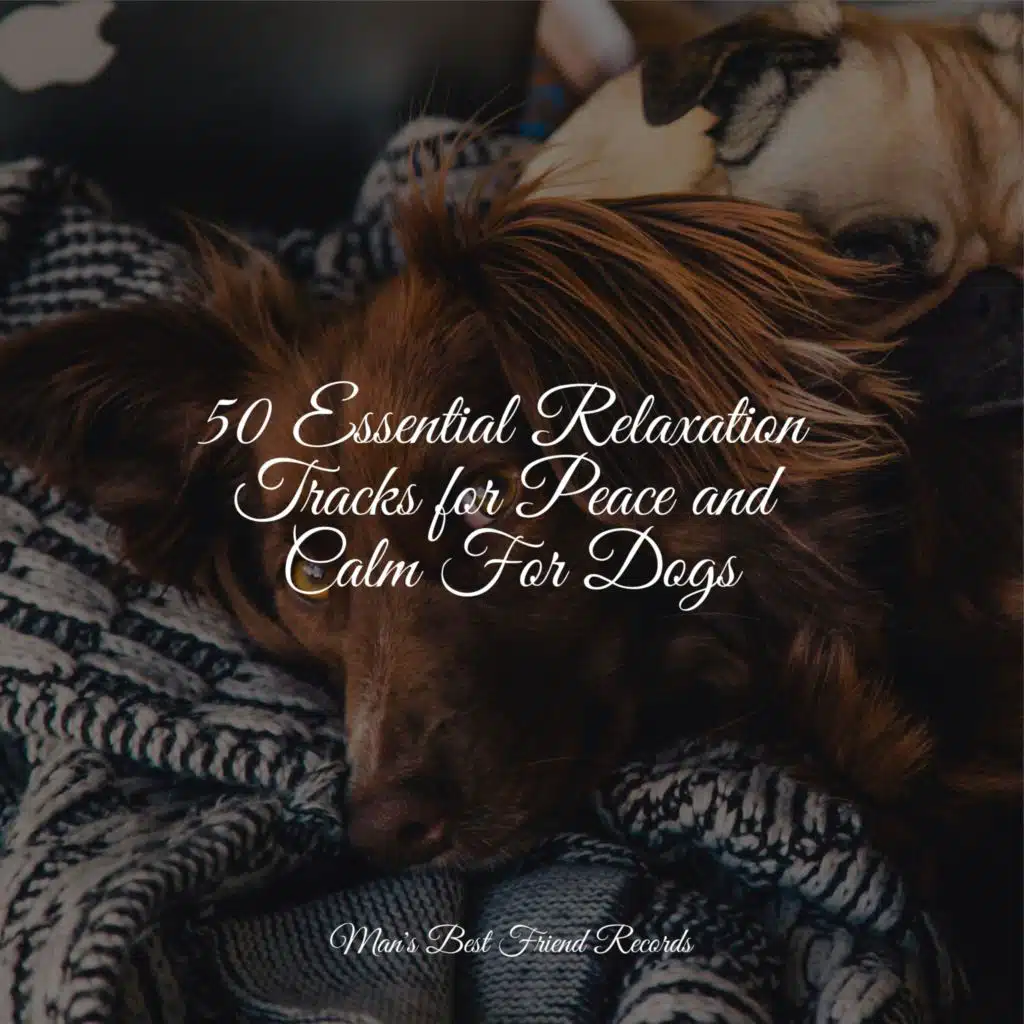 50 Essential Relaxation Tracks for Peace and Calm For Dogs