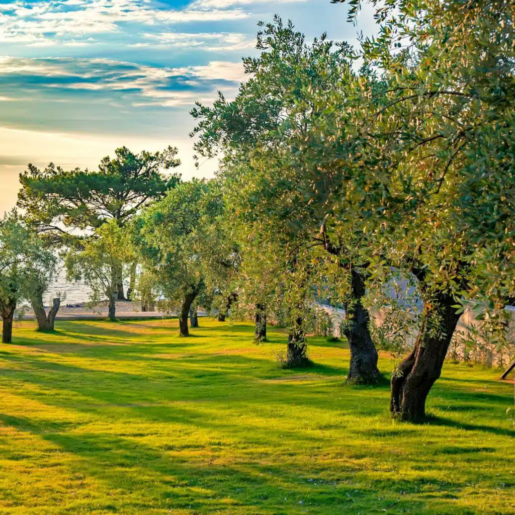 155. La parabole de l’olivier, du figuier et de la vigne (Juges 9) - 1/2