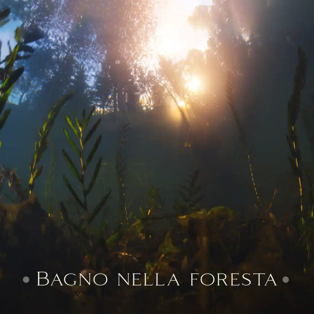 Bagno nella foresta (Natura meditativa, Musica per sognare ad occhi aperti e ricordare i ricordi)