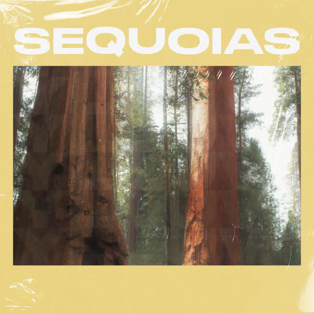Sequoias