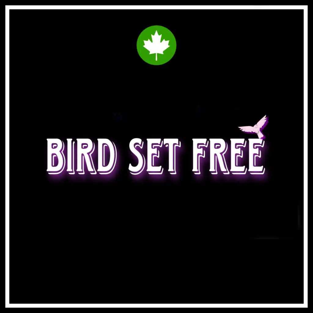 Bird Set Free by Sia (VirtualDrums Remix)