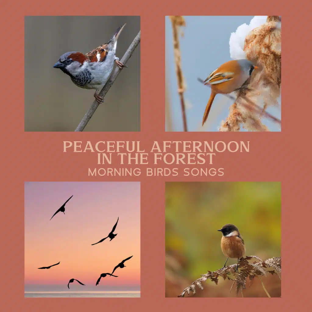 Calm Singing Birds Zone