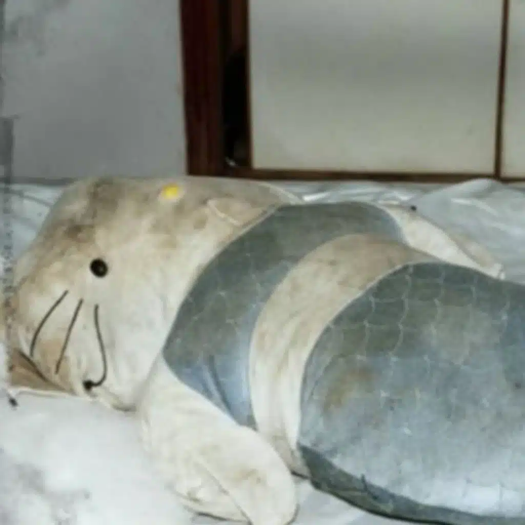 الجمجمة في الدميه 