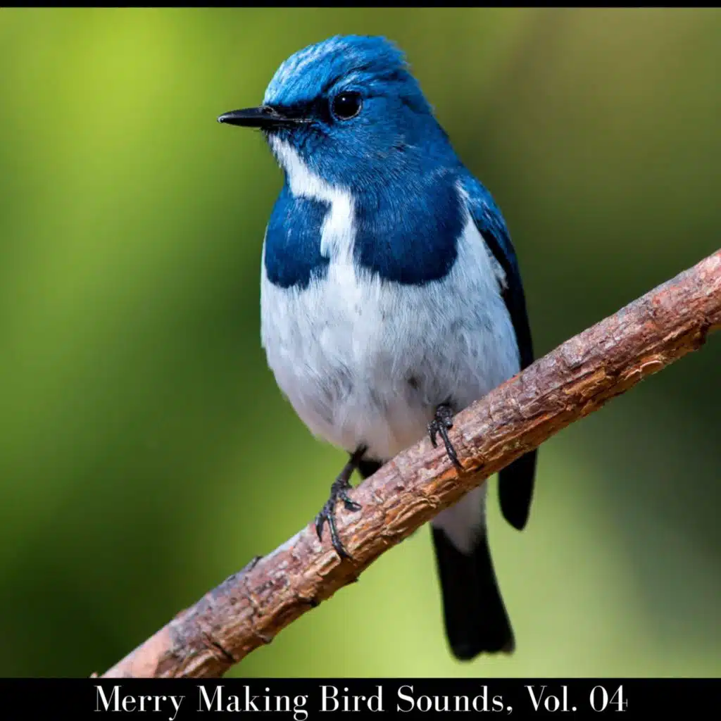 Merry Making Bird Sounds, Vol. 04