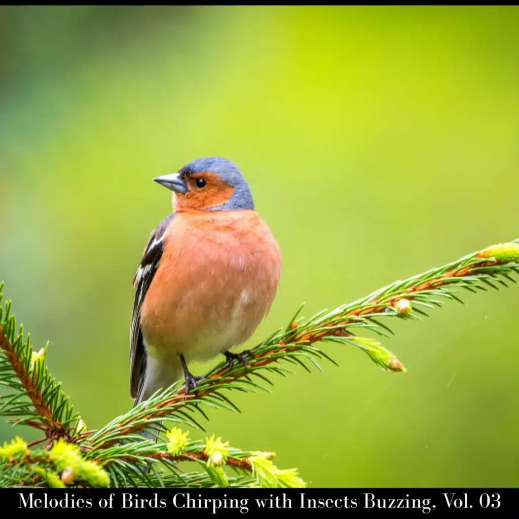 Melodies of Birds Chirping with Insects Buzzing, Vol. 03