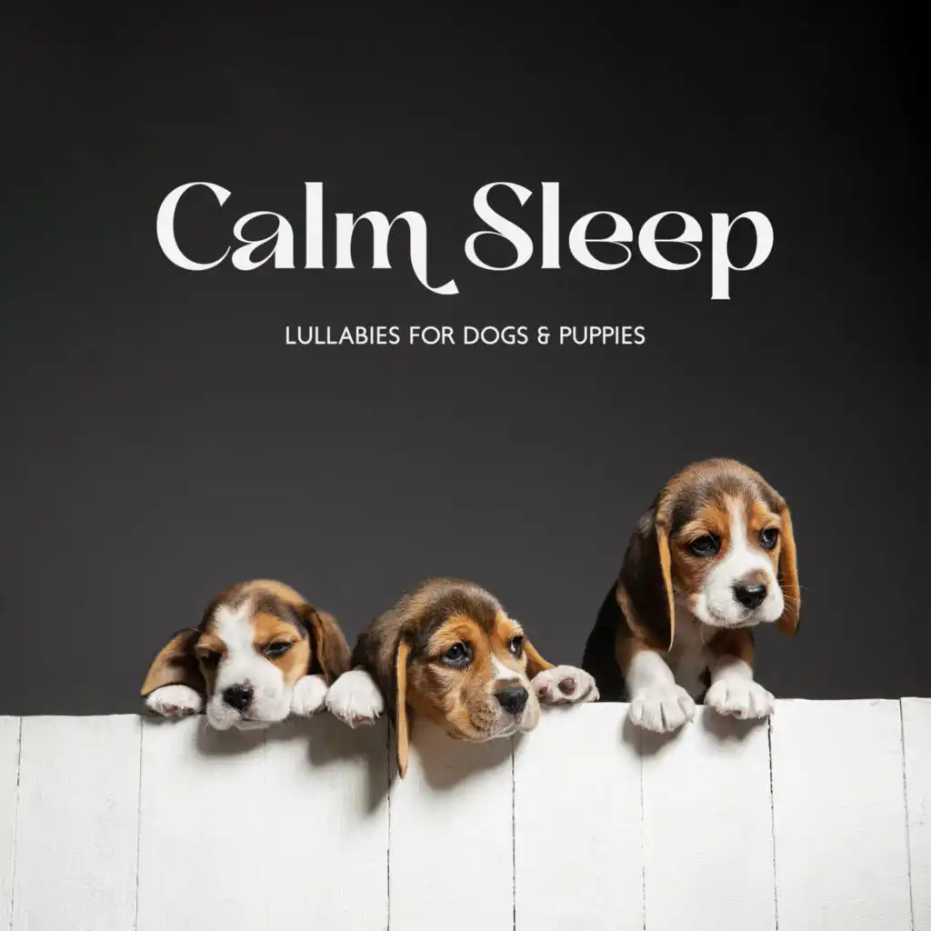 Calm sleep lullabies for dogs puppies soothing music to help your